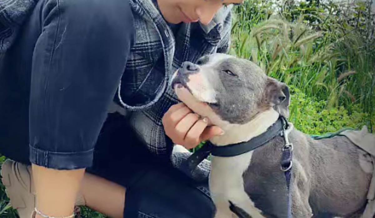 Condamnée pour avoir sauvé une chienne jetée à la poubelle : la justice prononce un ajournement de la peine et ordonne la restitution de l’animal à sa “propriétaire”