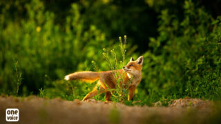 Chasse: pour les animaux dans le Gard, audience le 3 mai au tribunal administratif de Nîmes