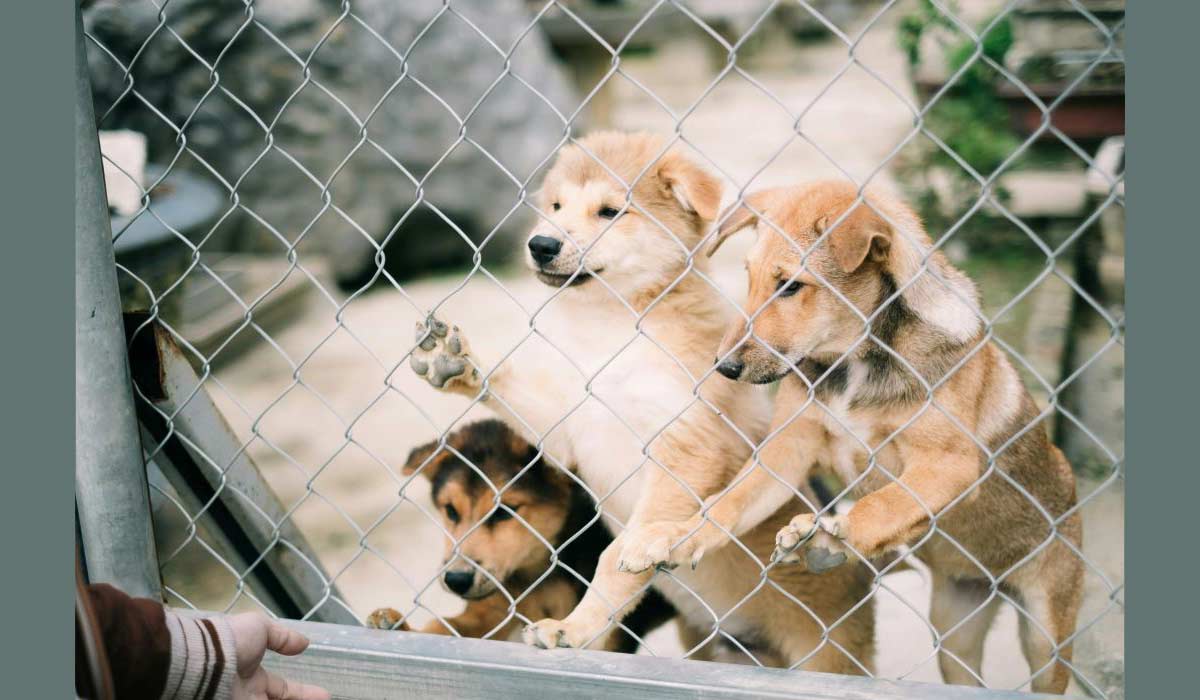 « Ne coupez pas le 3677 SOS Maltraitance animale » « Ne coupez pas le 3677 SOS Maltraitance animale »