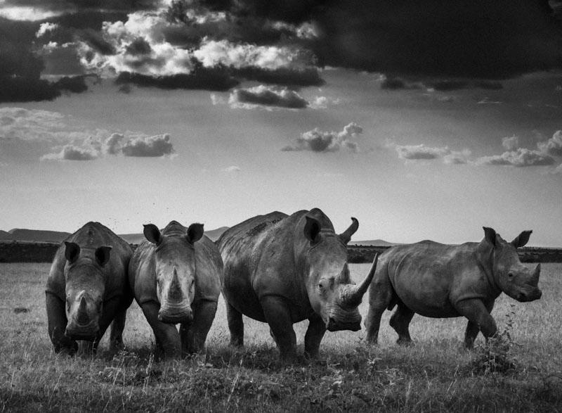 Rhinos quartetKenya 2013 Laurent Baheux