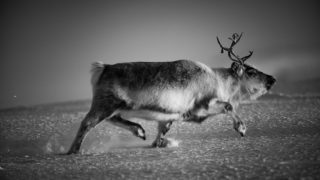 Ice is black, la faune et les paysages de l’Arctique noirs comme la glace