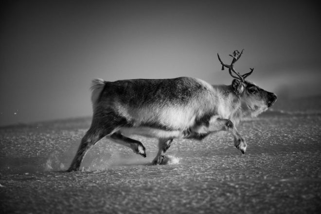 Ice is black, la faune et les paysages de l’Arctique noirs comme la glace