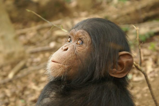 Sommes-nous capables de sauver nos plus proches cousins ?