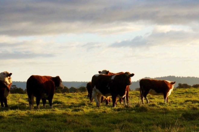 Abattoirs : et si un autre modèle était possible ?