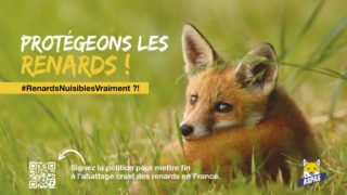 Lush se mobilise avec l’association ASPAS pour protéger les renards
