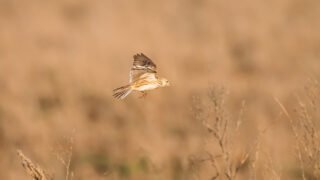 Le ministère de l’Écologie persiste à laisser les chasseurs piéger les alouettes
