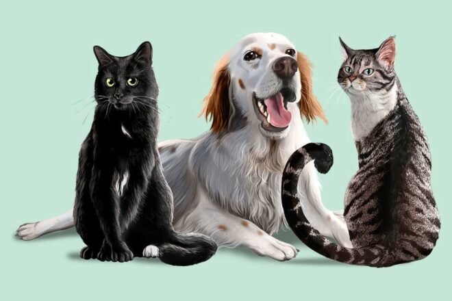 Adoptify : générosité et transparence au service des animaux