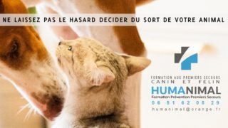 Premiers Secours Canin et Félin… des formations qui se doivent d’être respectueuses et responsables