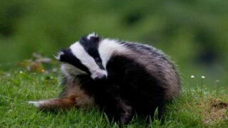 Aisne, Gard: face aux recours de One Voice pour les blaireaux, des préfets s’inclinent