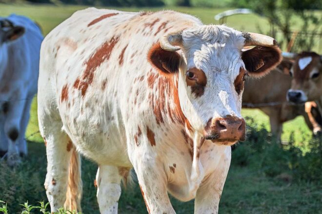60 ans au secours des animaux de ferme. Interview de Manuel Mersch, président de l’OABA