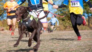 Un événement en plein air 100 % dédié aux chiens au Grand Parquet de Fontainebleau du 28 au 29 Septembre 2024