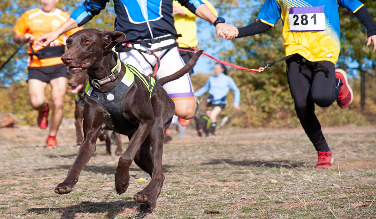 Un événement en plein air 100 % dédié aux chiens au Grand Parquet de Fontainebleau du 28 au 29 Septembre 2024