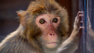 La Tanière – Zoo refuge : une arche des temps modernes dévouée au bien-être animal