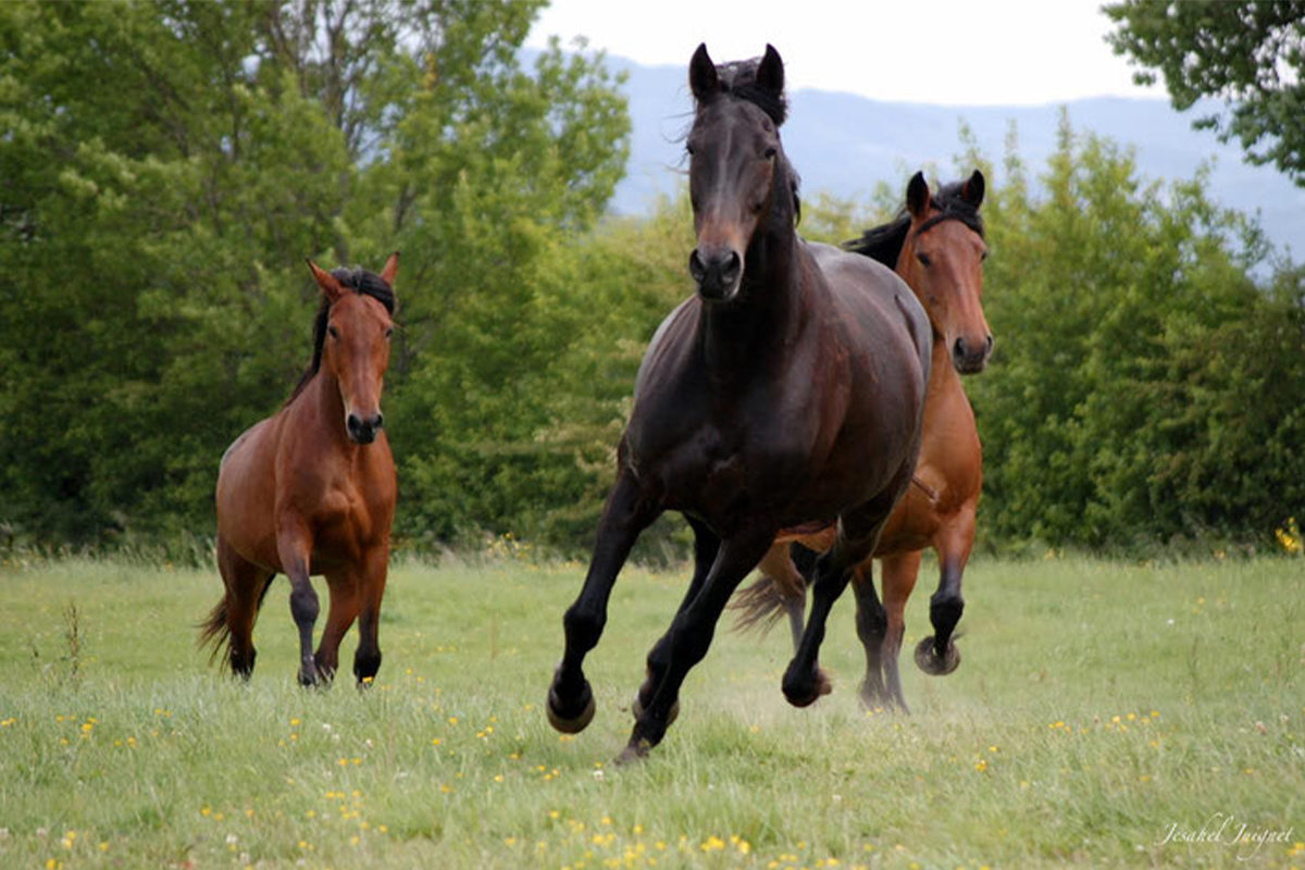 Les Crins de Liberté, une deuxième chance pour les chevaux maltraités
