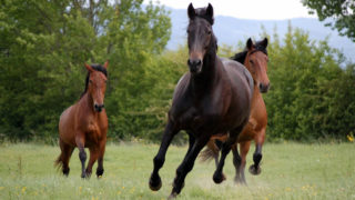 Les Crins de Liberté, une deuxième chance pour les chevaux maltraités