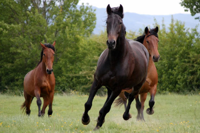 Les Crins de Liberté, une deuxième chance pour les chevaux maltraités
