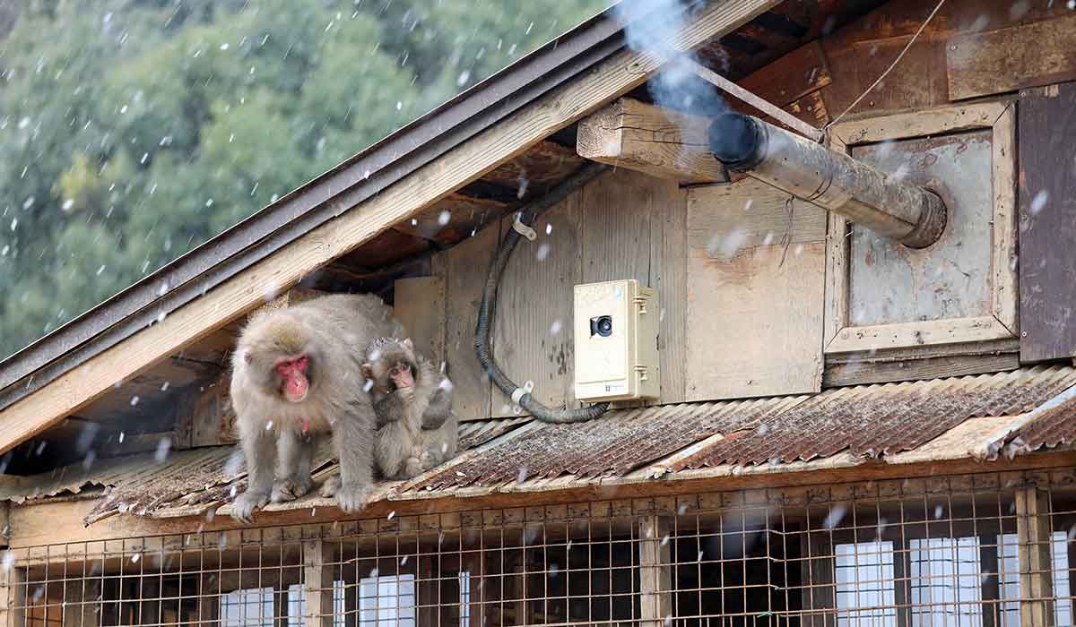 Décoloniser notre rapport aux animaux