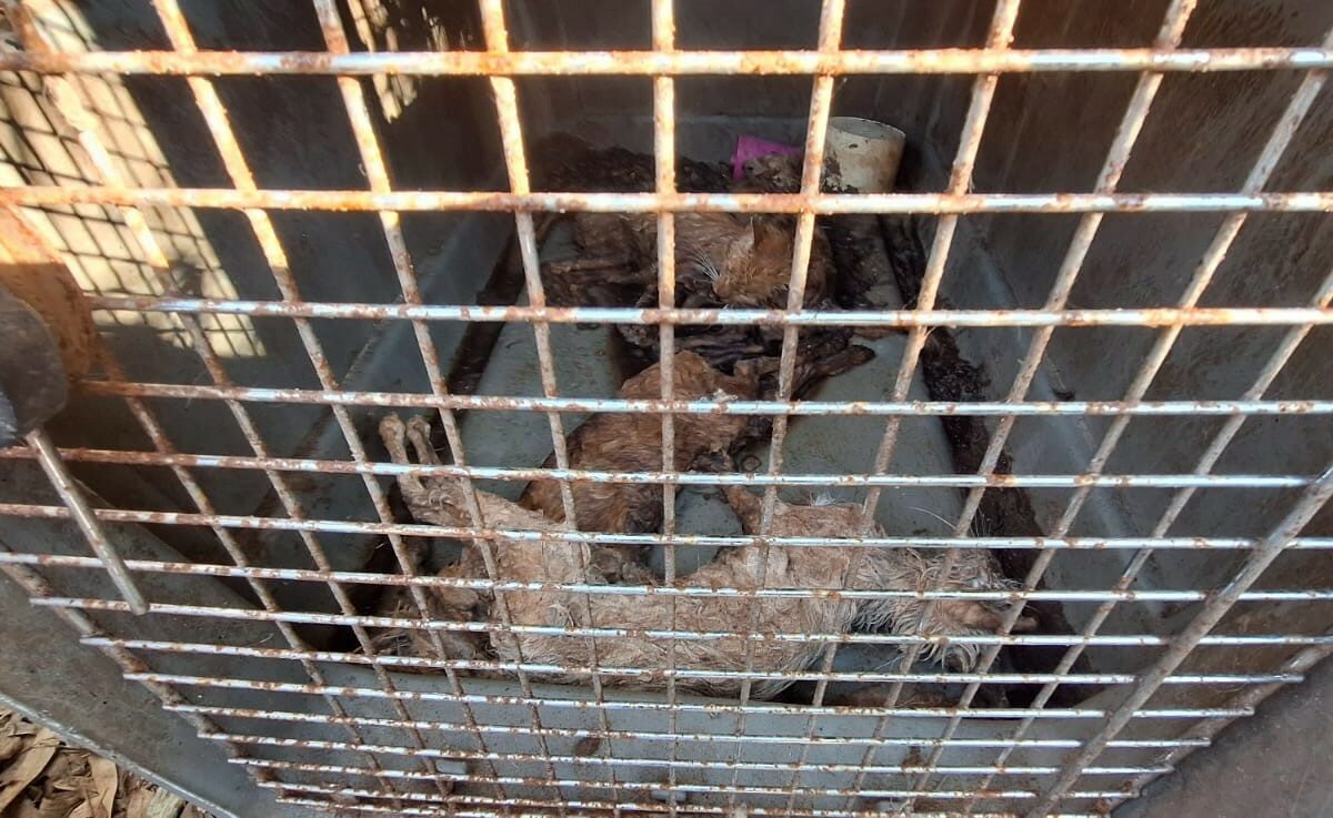 Un sans domicile fixe vole au secours d’animaux en détresse dans une association qui l’hébergeait !