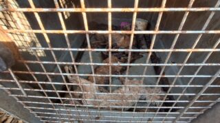 Un sans domicile fixe vole au secours d’animaux en détresse dans une association qui l’hébergeait !