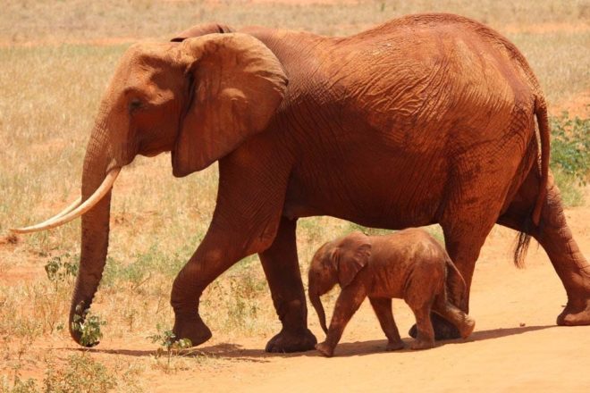 All Creatures Great and Small