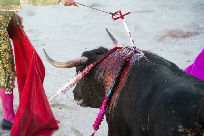 « Le taureau ne souffre pas », une fraude scientifique scandaleuse