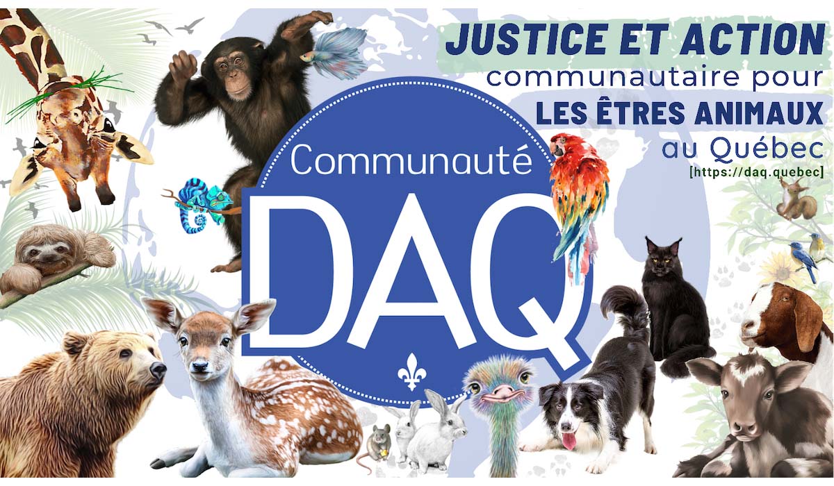 Présentation de l’organisme de bienfaisance, Communauté Droit animalier Québec – DAQ 