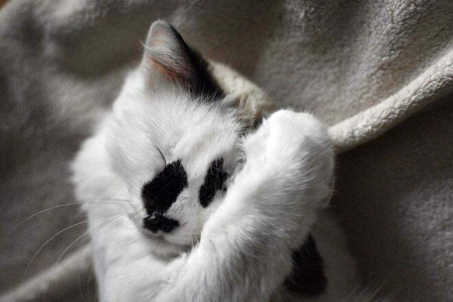 Tous Sensibles ! En quoi le fait que les animaux sont sensibles engage-t-il notre responsabilité ?