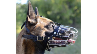 La muselière pour le chien, bon ou mauvais plan ?