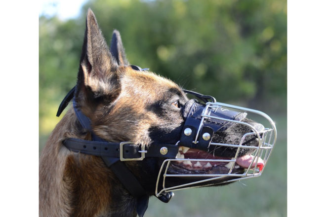 La muselière pour le chien, bon ou mauvais plan ?