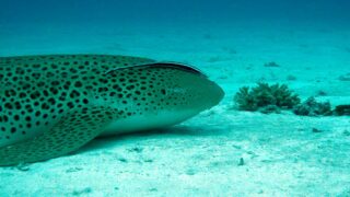 Les entités naturelles juridiques