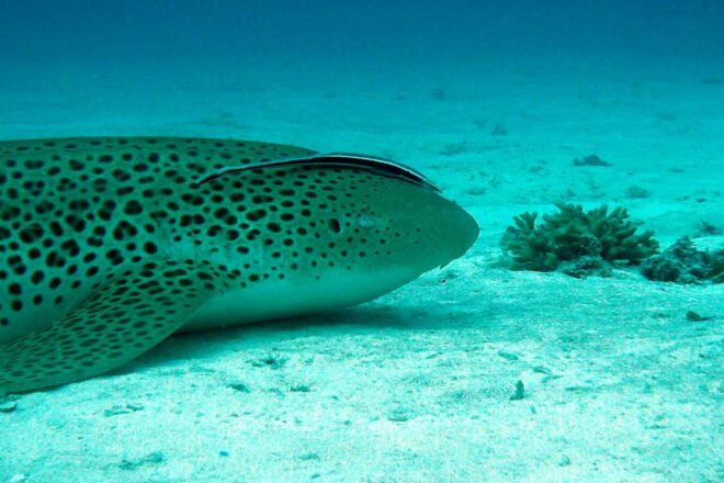 Les entités naturelles juridiques