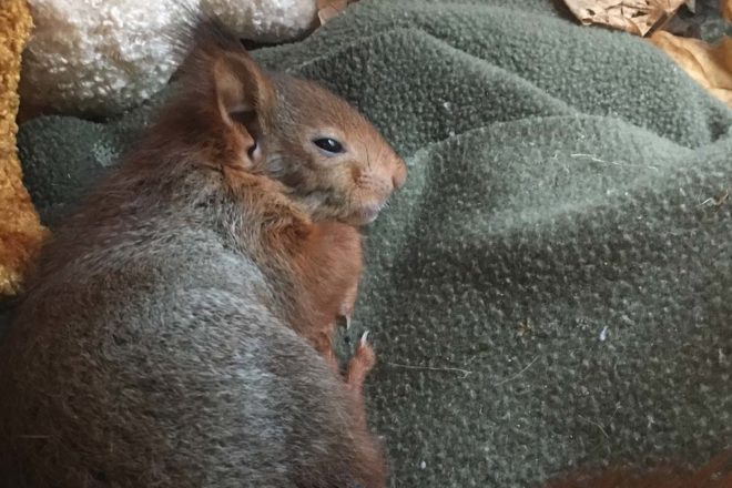 Pourquoi préserver la faune sauvage ne signifie pas la surprotéger ?