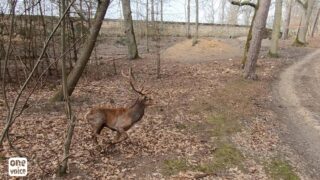 Contre la chasse en enclos, chasseurs et défenseurs des animaux dépassent leurs différences