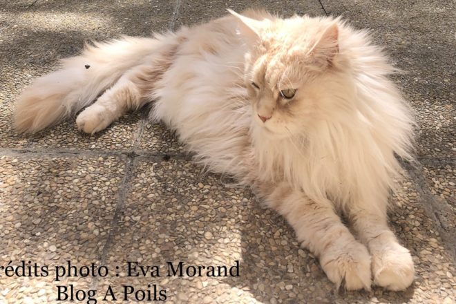 Faut-il laisser sortir son chat ? L’éternel questionnement des propriétaires