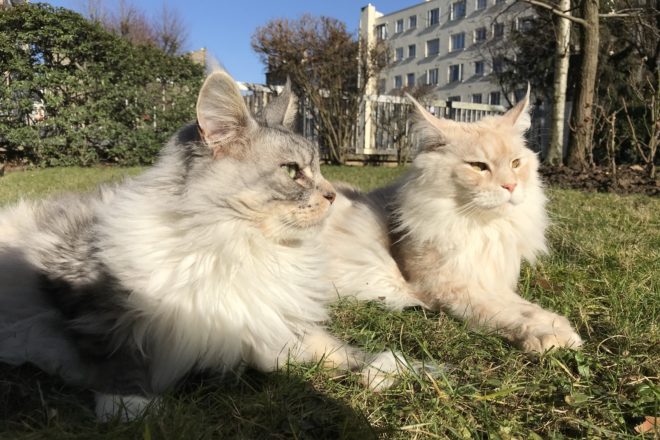 Vous aimez l’information, l’humour, les animaux et les vidéos ? Nous sommes faits pour nous rencontrer !