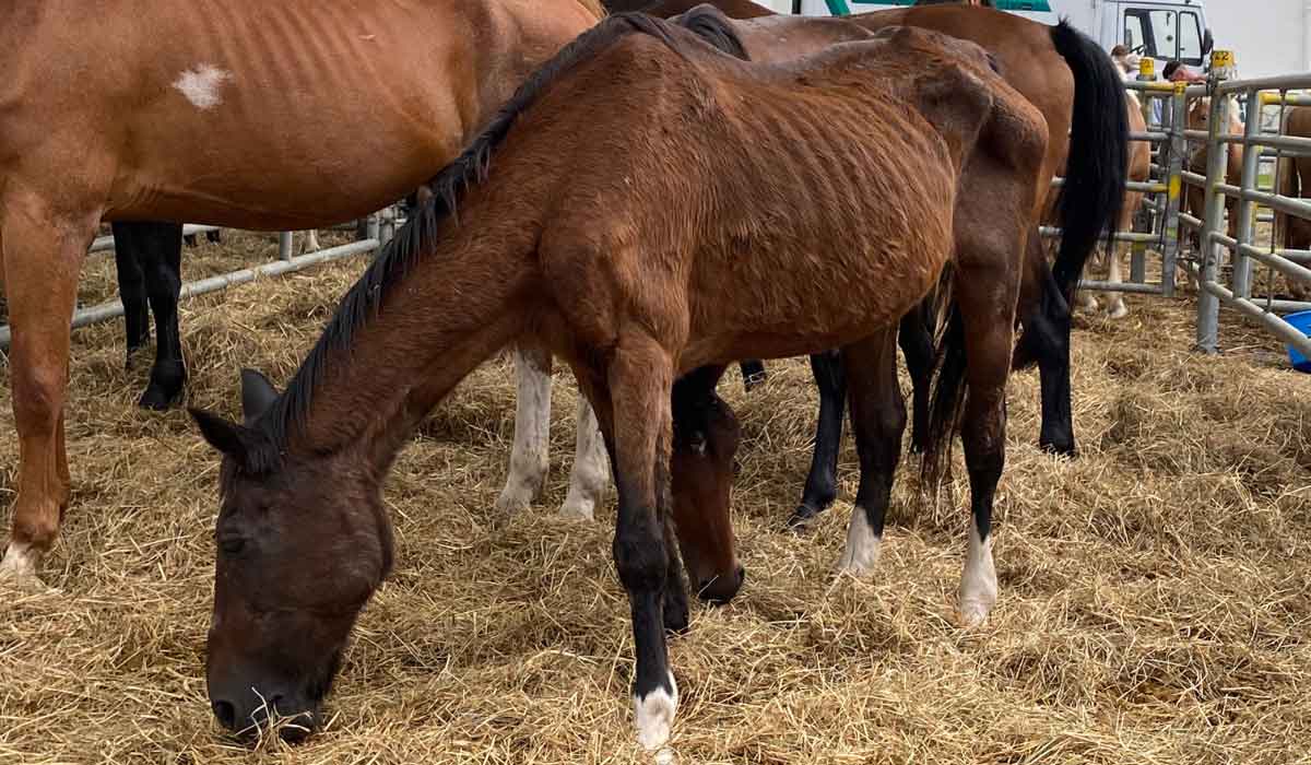 Maltraitance ordinaire : une vidéo dénonce la foire aux chevaux de boucherie à Garris en Pyrénées-Atlantiques !