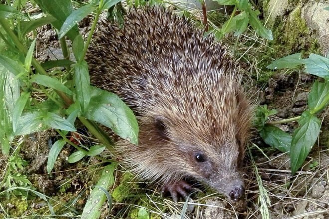 Comportement alimentaire du Hérisson