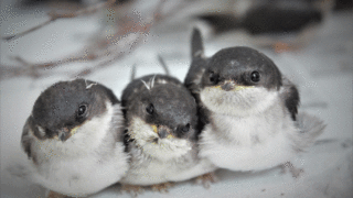 Le centre de soins pour animaux sauvage l’Hirondelle, en pleine expansion !