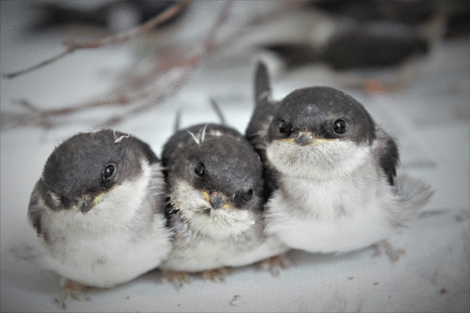 Le centre de soins pour animaux sauvage l’Hirondelle, en pleine expansion !