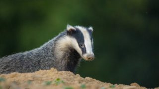 Je me sens bien plus proche de la nature depuis que je fais de la photographie animalière