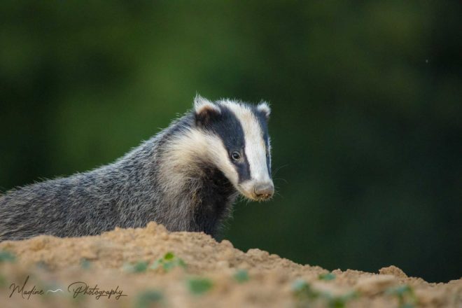 Je me sens bien plus proche de la nature depuis que je fais de la photographie animalière