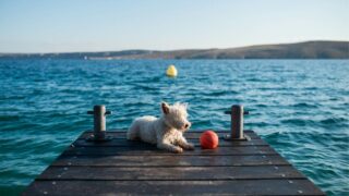  6 Français sur 10 prévoient de partir avec leur chien