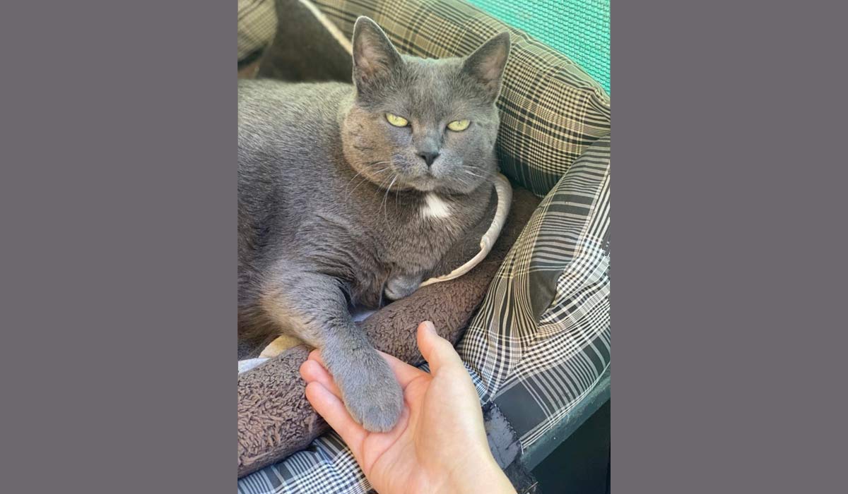 Quelle place pour la thérapie assistée par l’animal en médecine générale ?