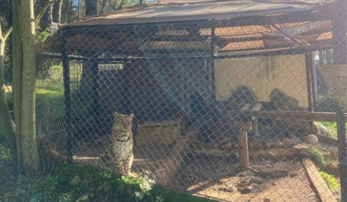 Zoo du Mont Faron : la Ville de Toulon annonce le départ des grands félins d’ici 2027 Zoo du Mont Faron : la Ville de Toulon annonce le départ des grands félins d’ici 2027