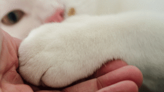 Deuil animalier : au-delà du silence !