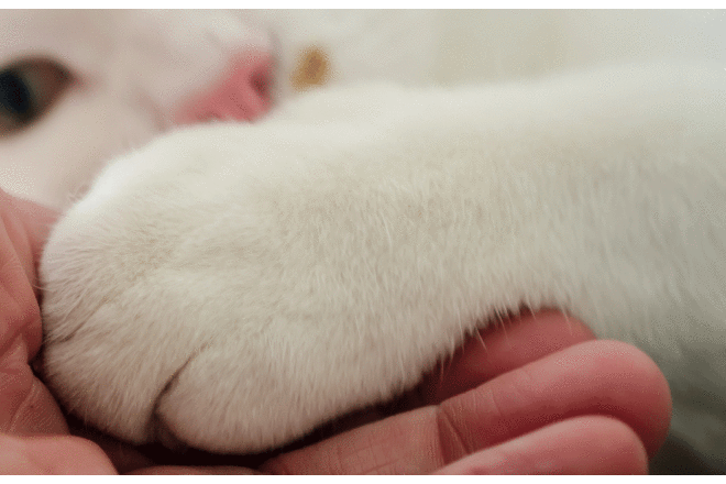 Deuil animalier : au-delà du silence !