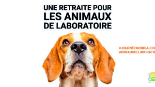 Journée des animaux de laboratoire (24 avril) : le GRAAL annonce la sortie massive de 350 animaux de laboratoire proposés à l’adoption