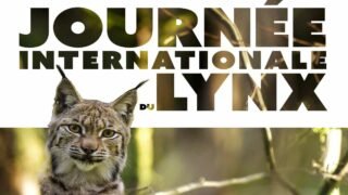 Célébrons le Lynx boréal le 11 juin