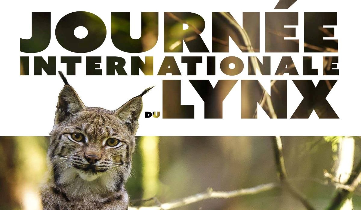 Célébrons le Lynx boréal le 11 juin