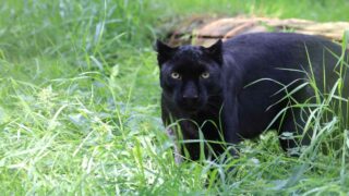 Une nouvelle vie pour Kiara, le léopardeau noir sauvé en Ukraine
